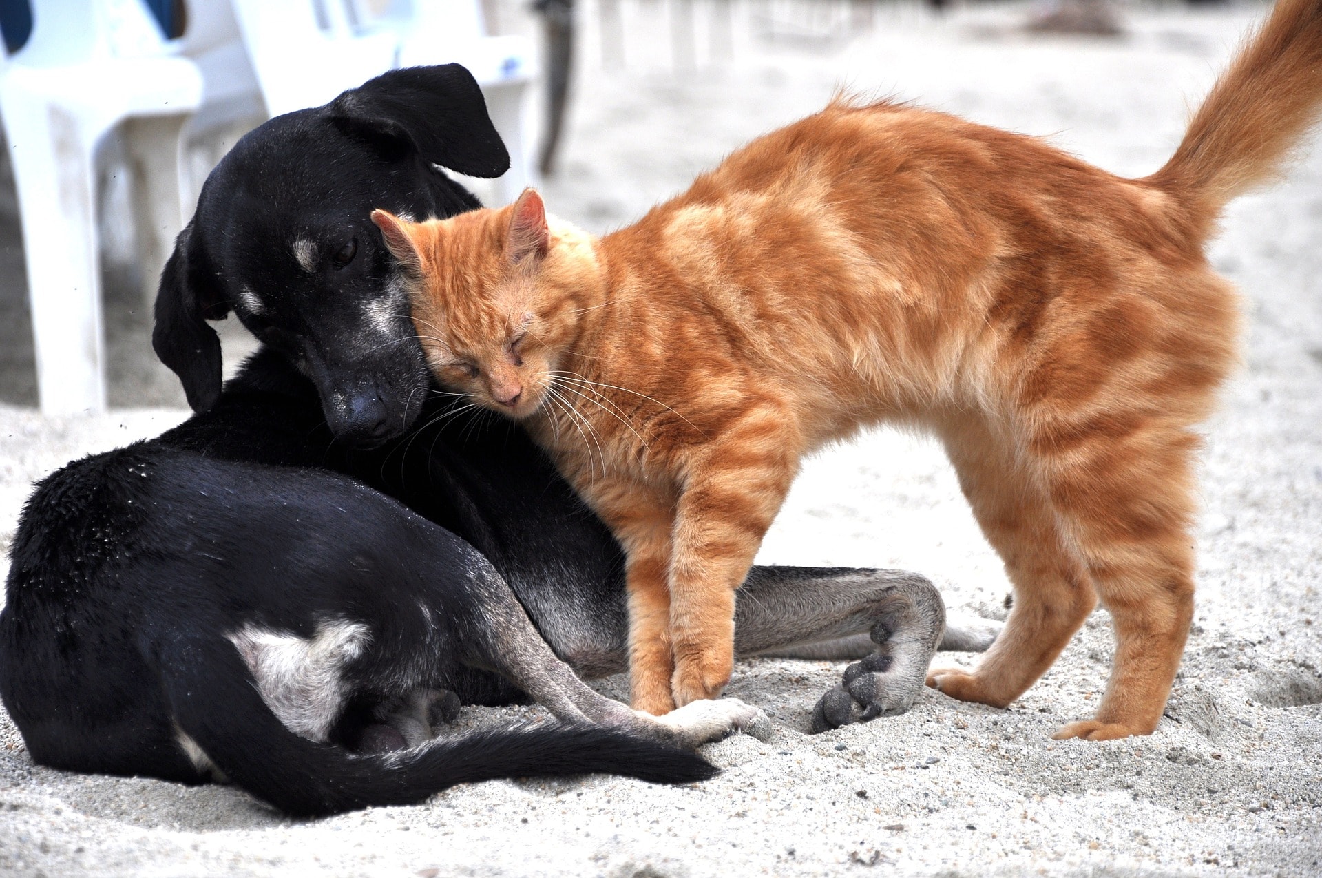 A beloved dog