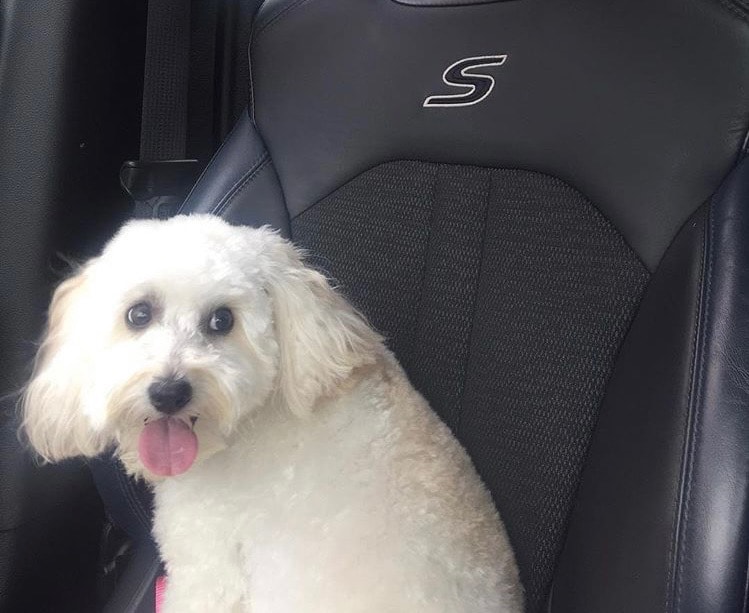 Stella, Debbie Thompson's beloved pet
