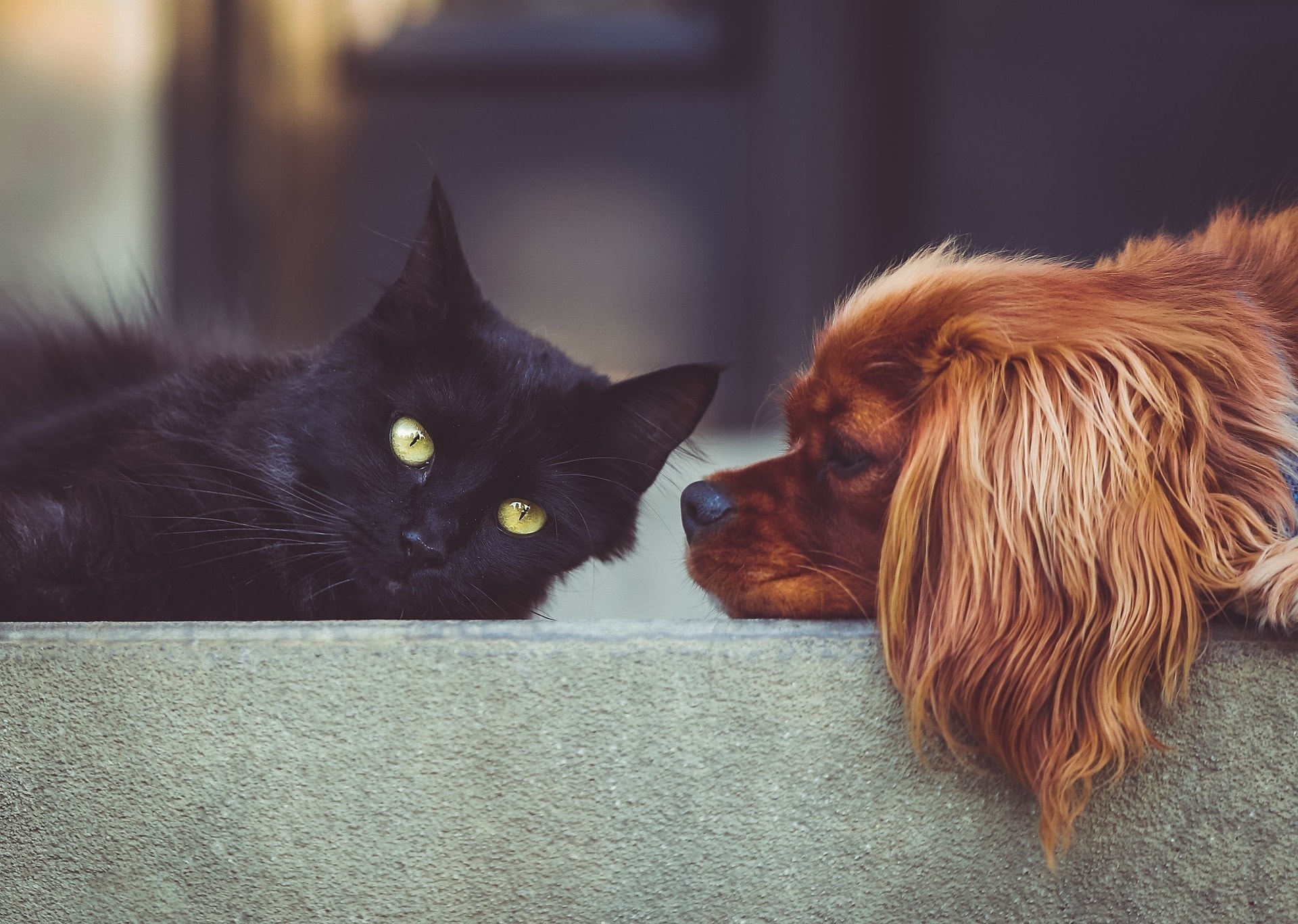A black cat and golden dog resting nose to nose
