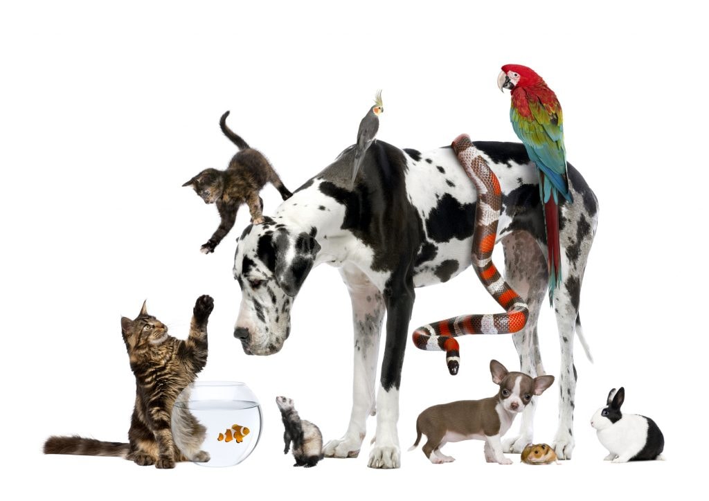 A group of beloved pets — dogs, cats, birds, rabbits, and more — gathered together