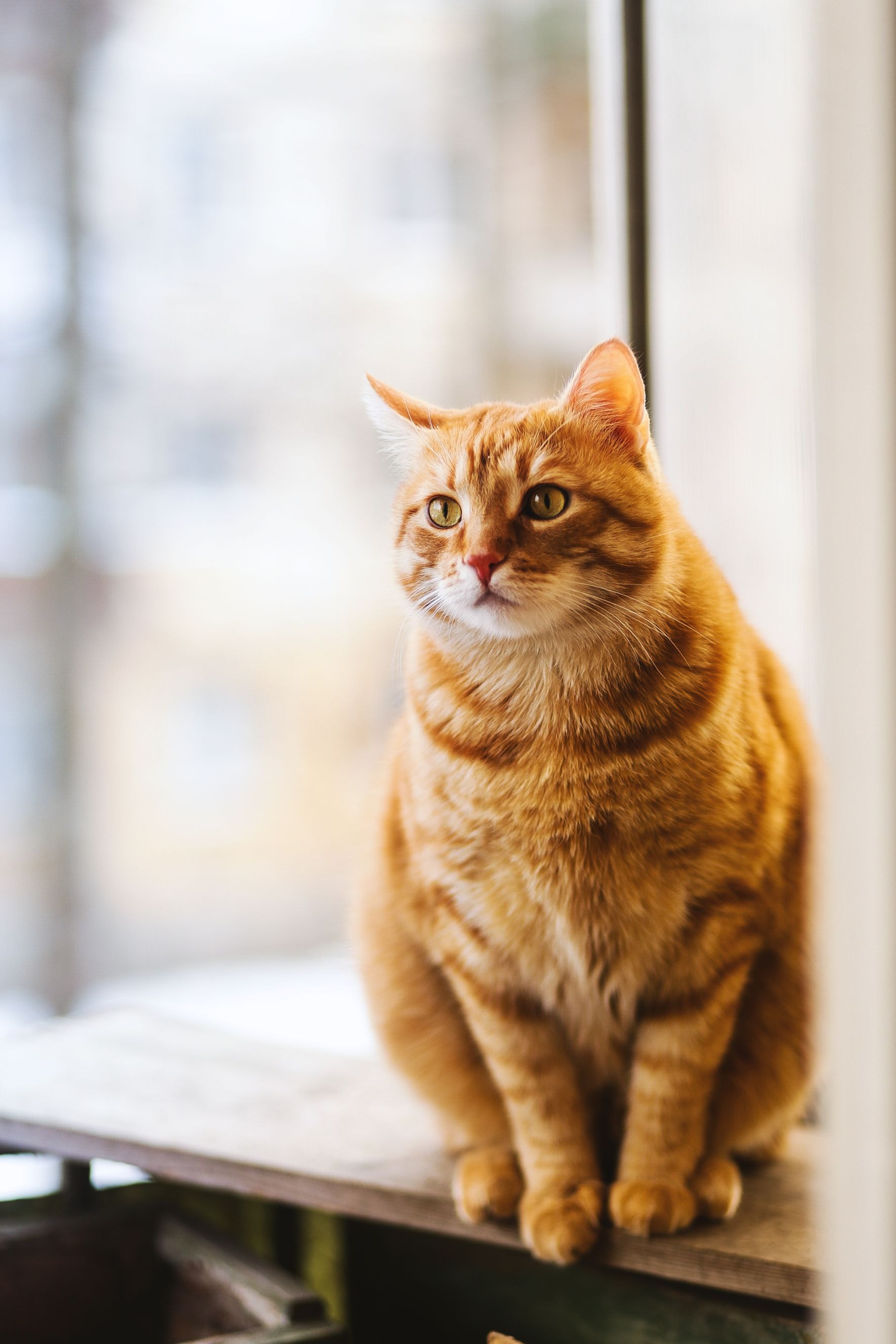 An orange tabby cat sitting by a window, gazing gently outward